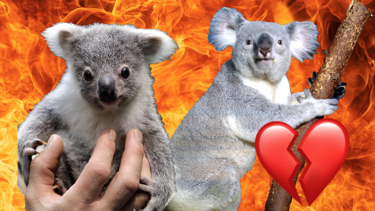 Australienska Koalastiftelsen beräknar att 1000 koalor har dött i branden. Totalt finns det nu ungefär 43 000 koalor kvar i Australien. Om bränderna fortsätter att skörda fler liv kan koalorna bli betraktade som rödlistade.